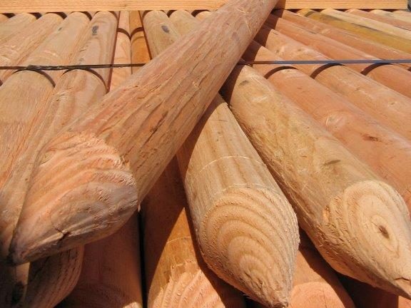 Doug Fir Tree Stakes