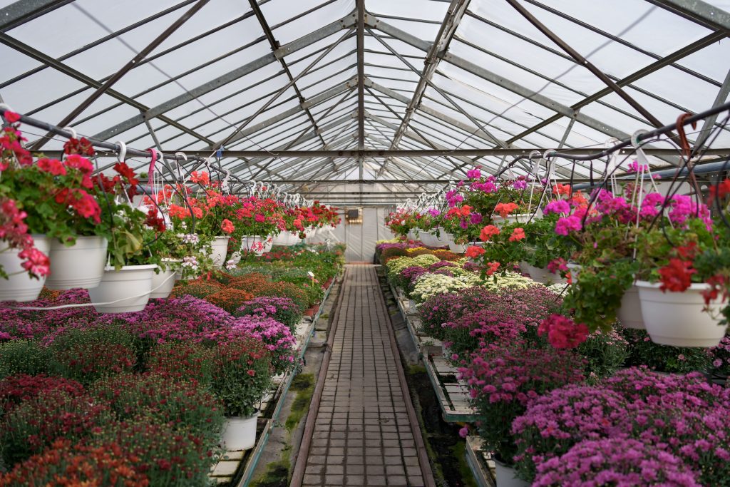 Plant green house flowers nursery