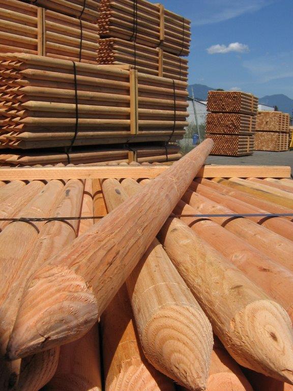Douglas Fir